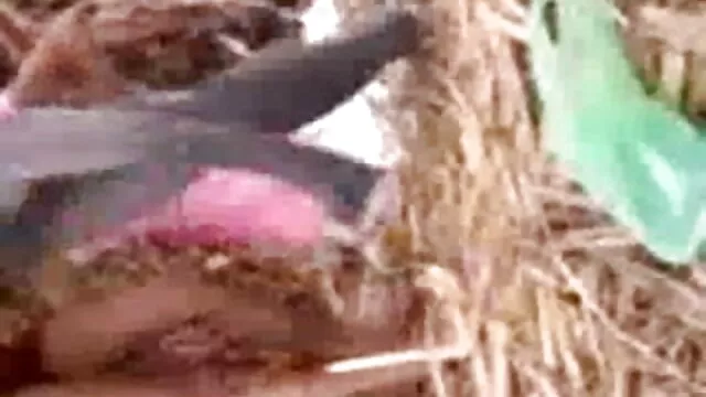 জাপানি, বাংলা ছবি xxxx এশিয়ান,
