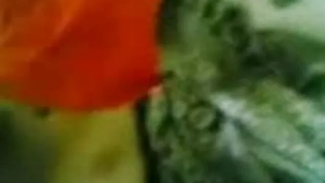 লাল নতুন বাংলা xxxx চুলের হার্ডকোর তিনে মিলে