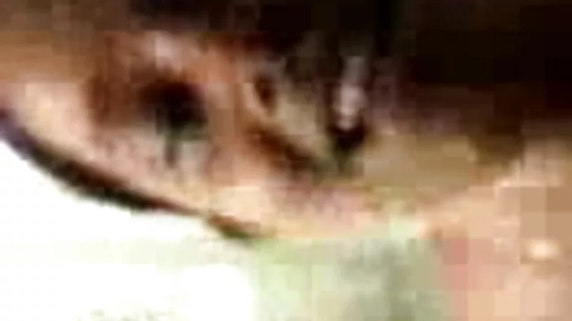 বাঁড়ার বাংলা xx vdo রস খাবার, শ্যামাঙ্গিণী